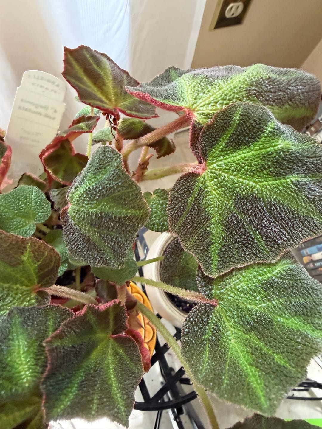 Customer photo review of Begonia soli-mutata