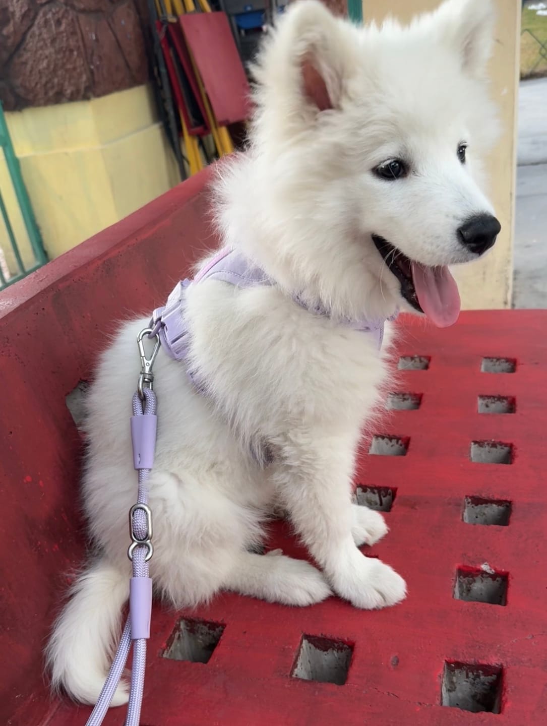 Customer photo review of Arnés Paws