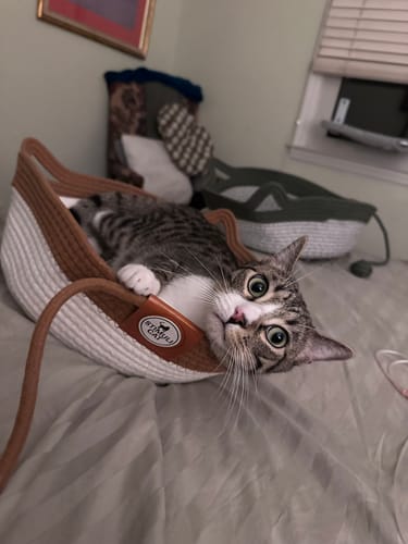 Customer's brown and white Instinct Basket with a cat lounging inside on a bed.