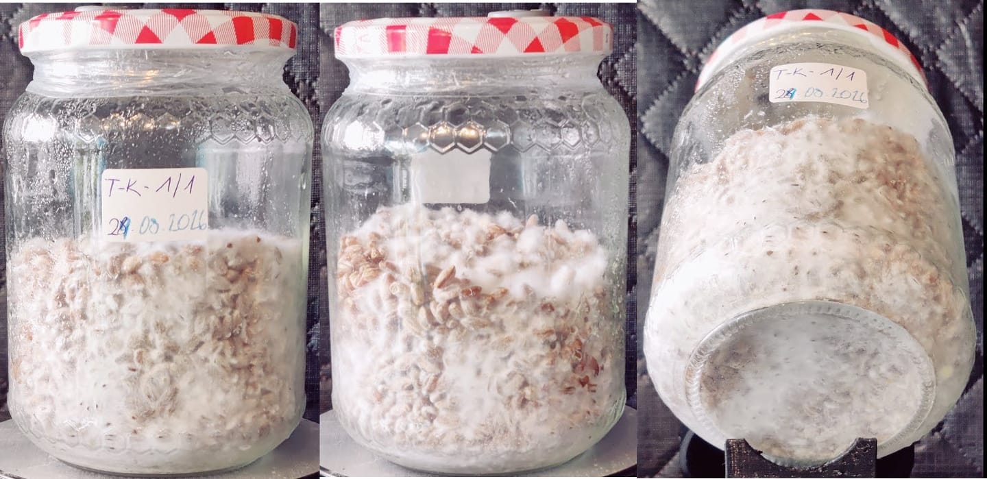 Customer photo review of Schmetterlingstramete | Trametes versicolor Flüssigmyzel