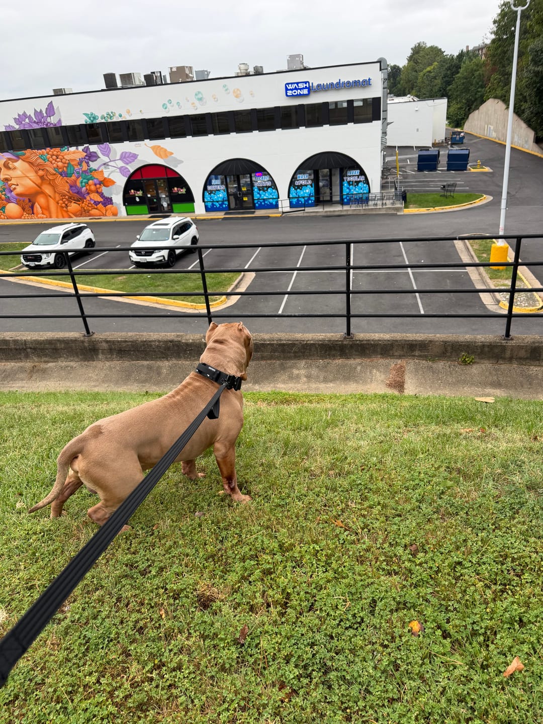 Customer photo review of Matching Black 6' Bully Proof Leash