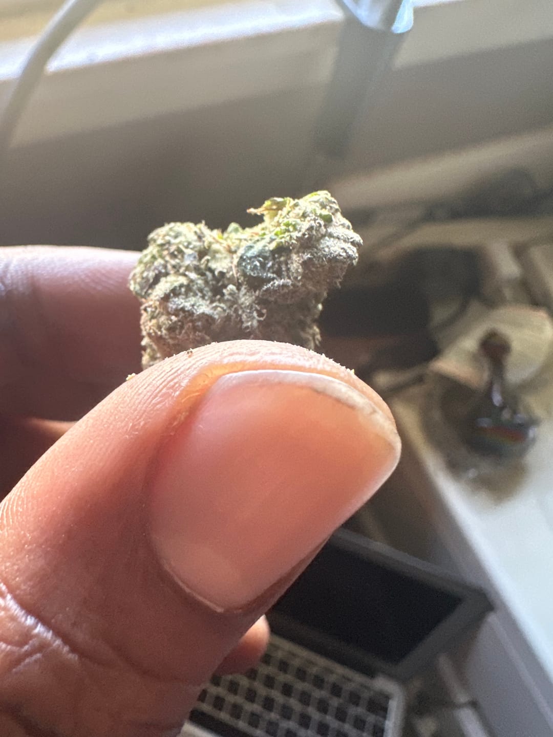 Customer photo review of Caramel Apple - Bulk - Hybrid