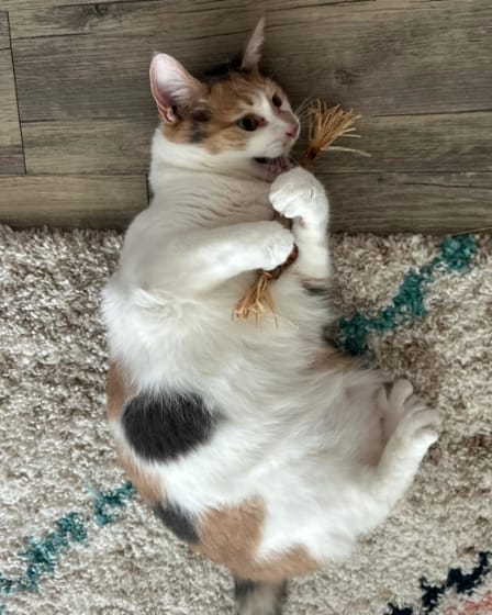 Customer photo review of KELVO™ Pack de Sticks Dentales para Gatos