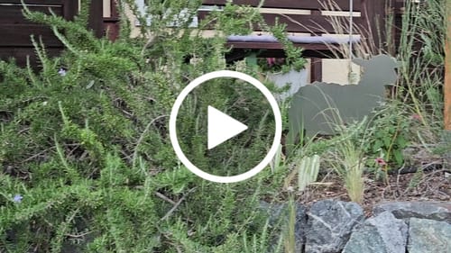 Customer video review of Gartenstecker Schaf