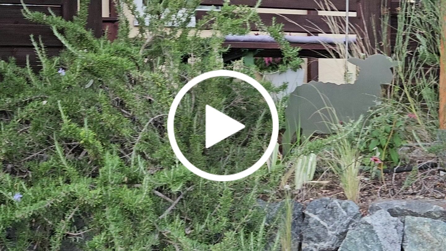 Customer video review of Gartenstecker Schaf