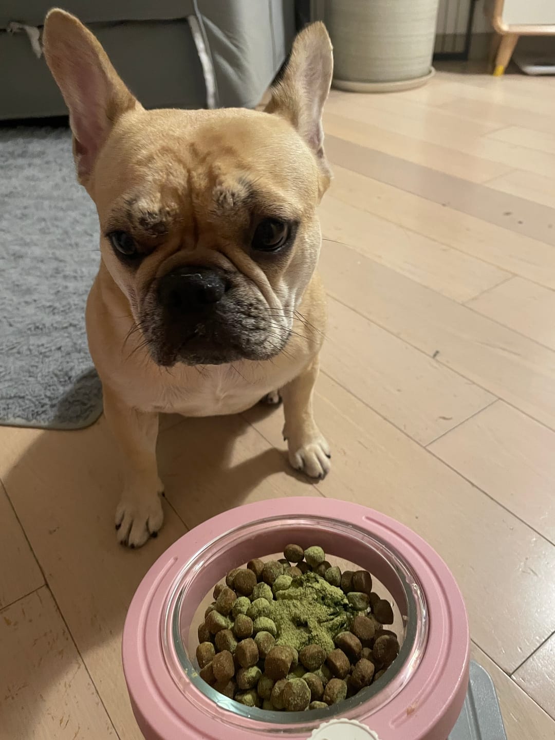 Customer photo review of ProClean™狗狗天然潔牙護齒配方