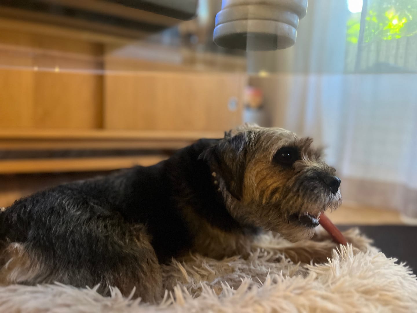 Customer photo review of Bully Sticks | Beef Pizzle