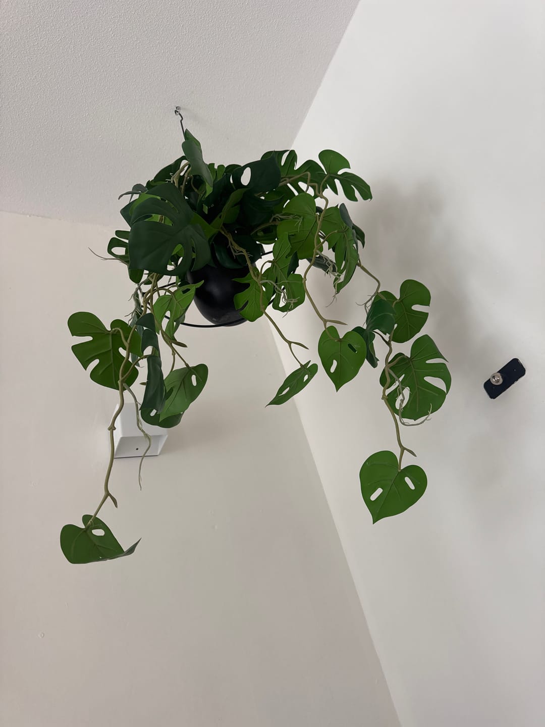 Customer photo review of Monstera Kunst Hangplant 95cm