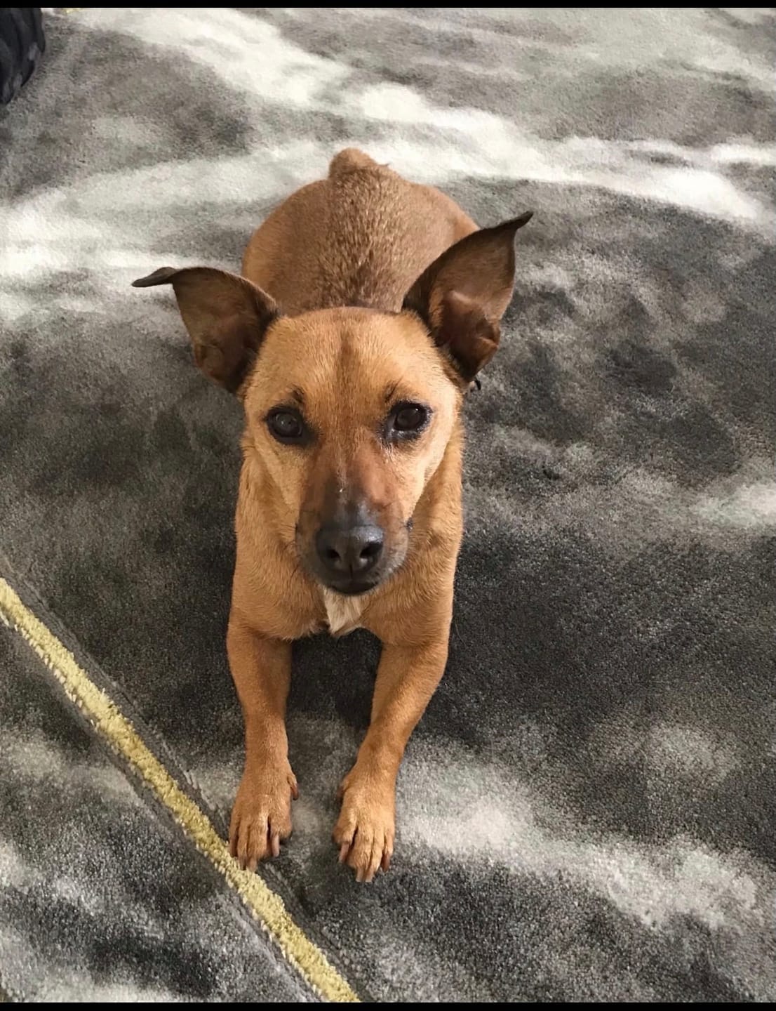 Customer photo review of K9 EarClear™