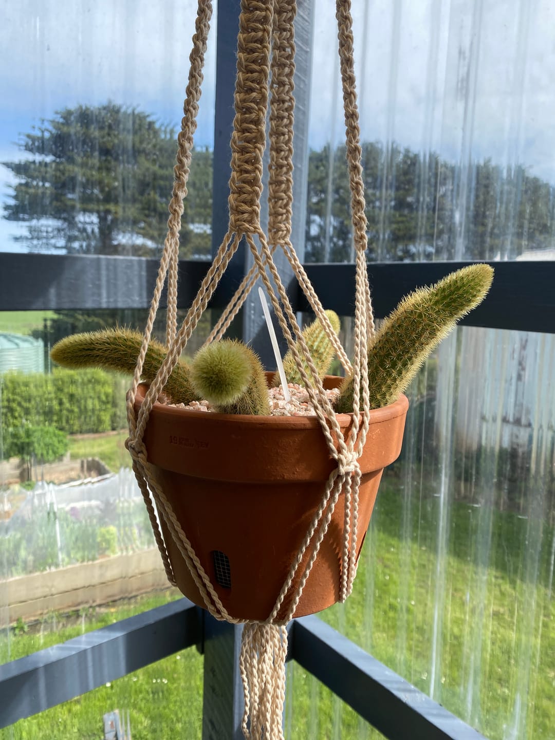 Customer photo review of Golden Rat Tail Cactus