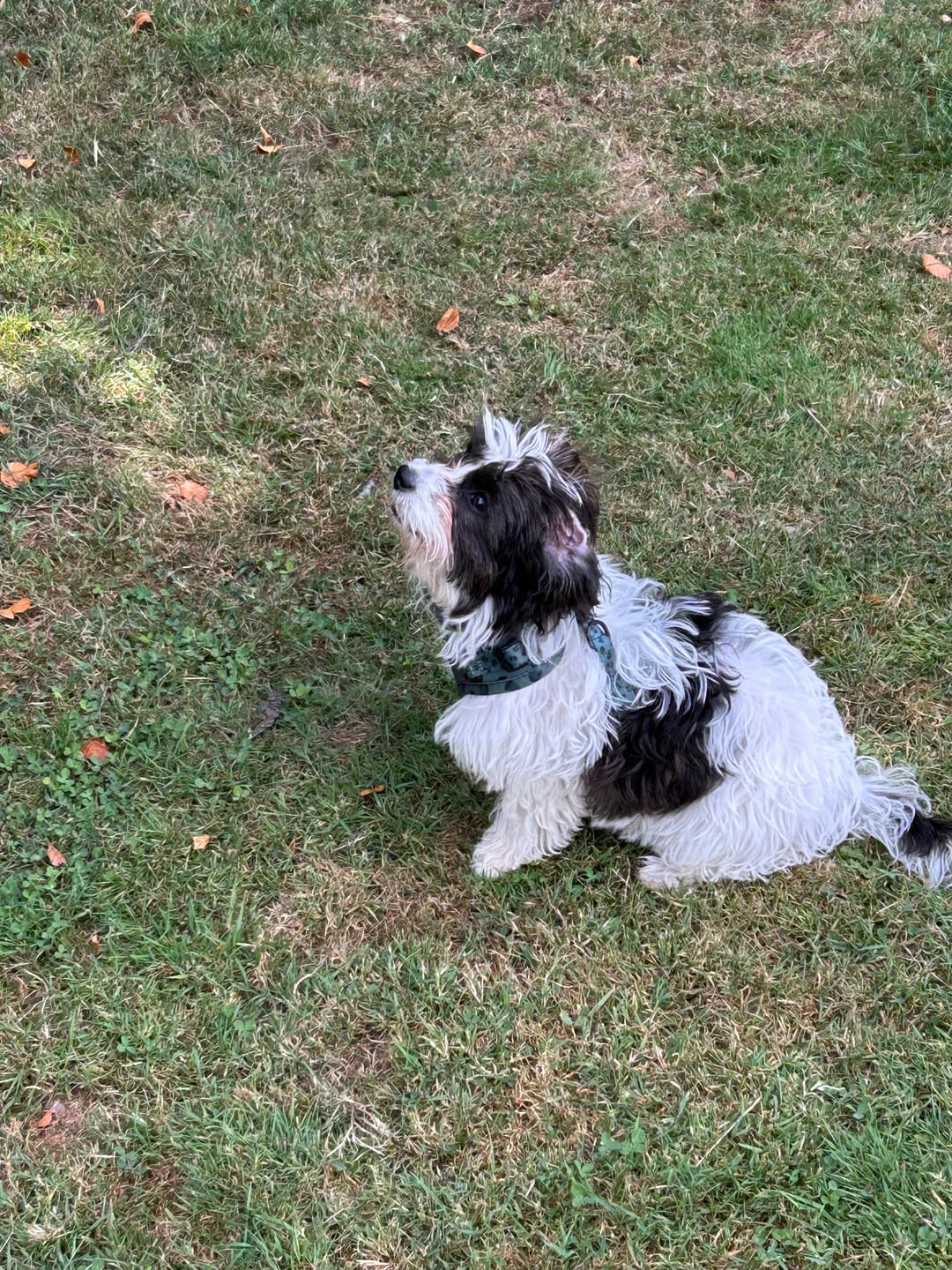 Customer photo review of Walk + Wear | Dog Lead | Wild Leopard - Khaki