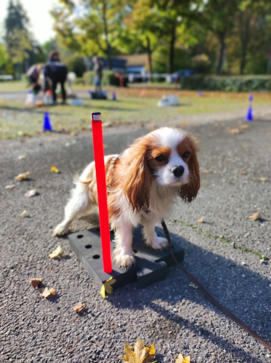 Customer photo review of Wurmtest Basic Hund