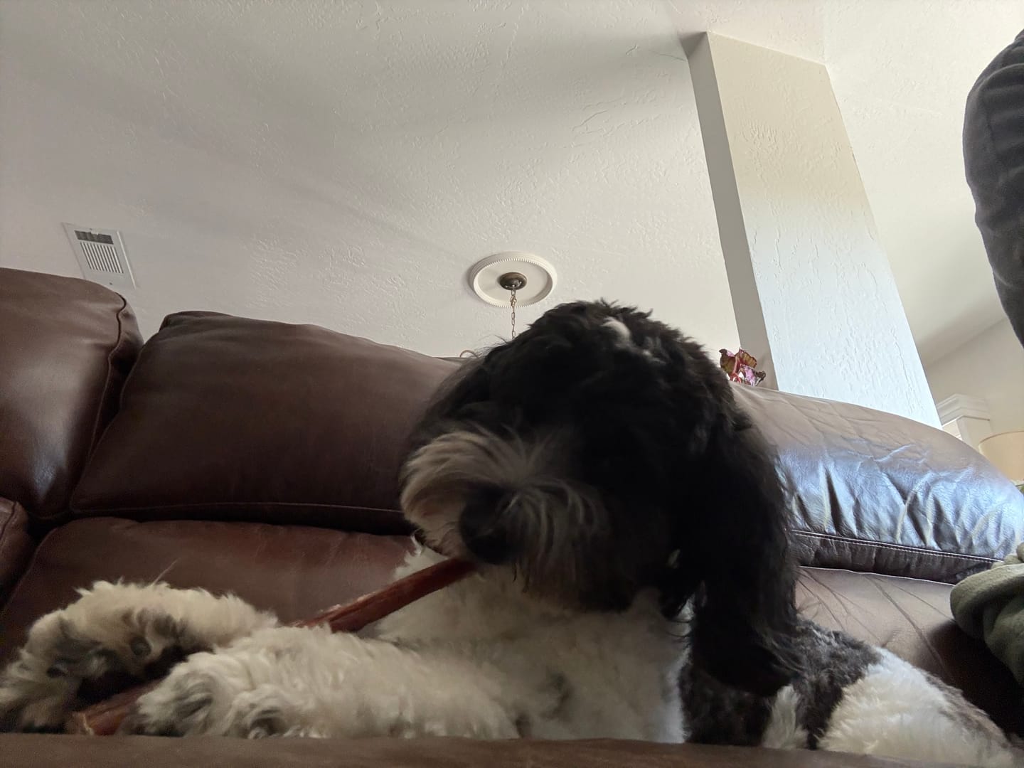 Customer photo review of 12 Inch Monster Bully Stick