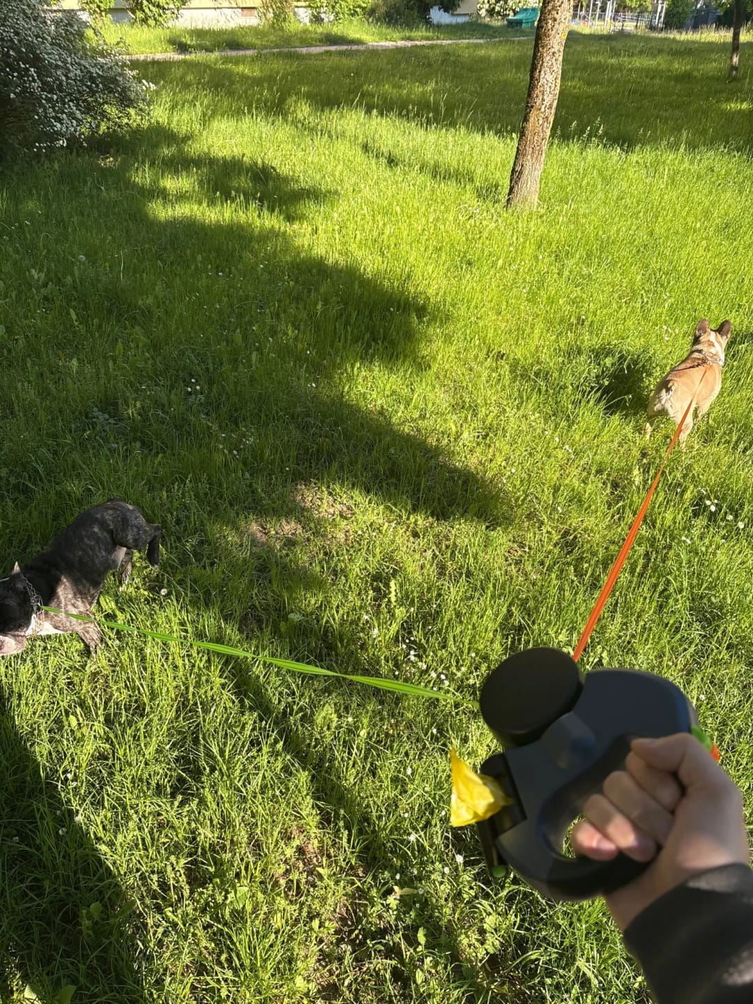 Customer photo review of Dual Dog Leash