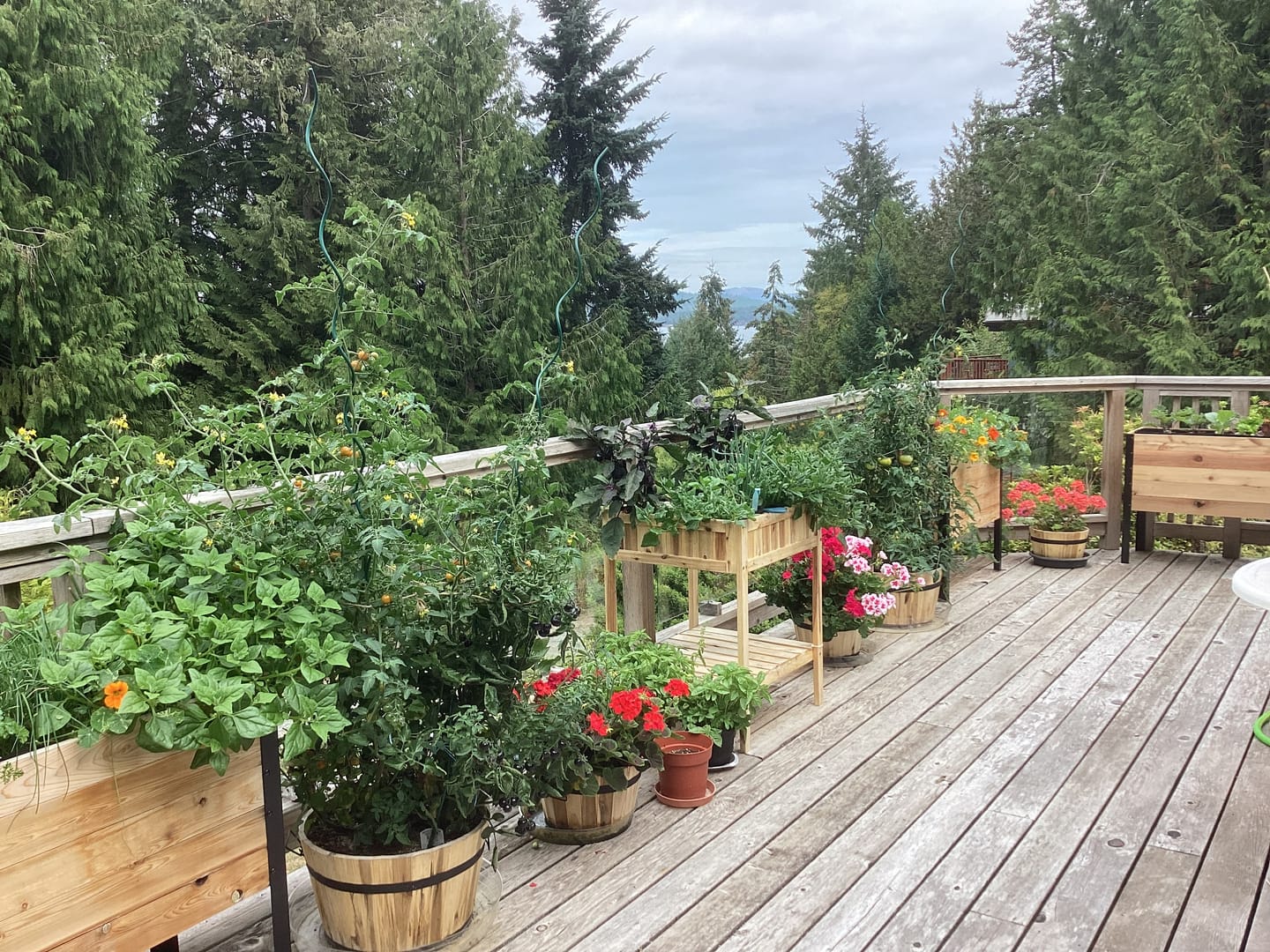 Customer photo review of 18" x 36" Raised Garden Bed - 30" TALL / Garden Grade
