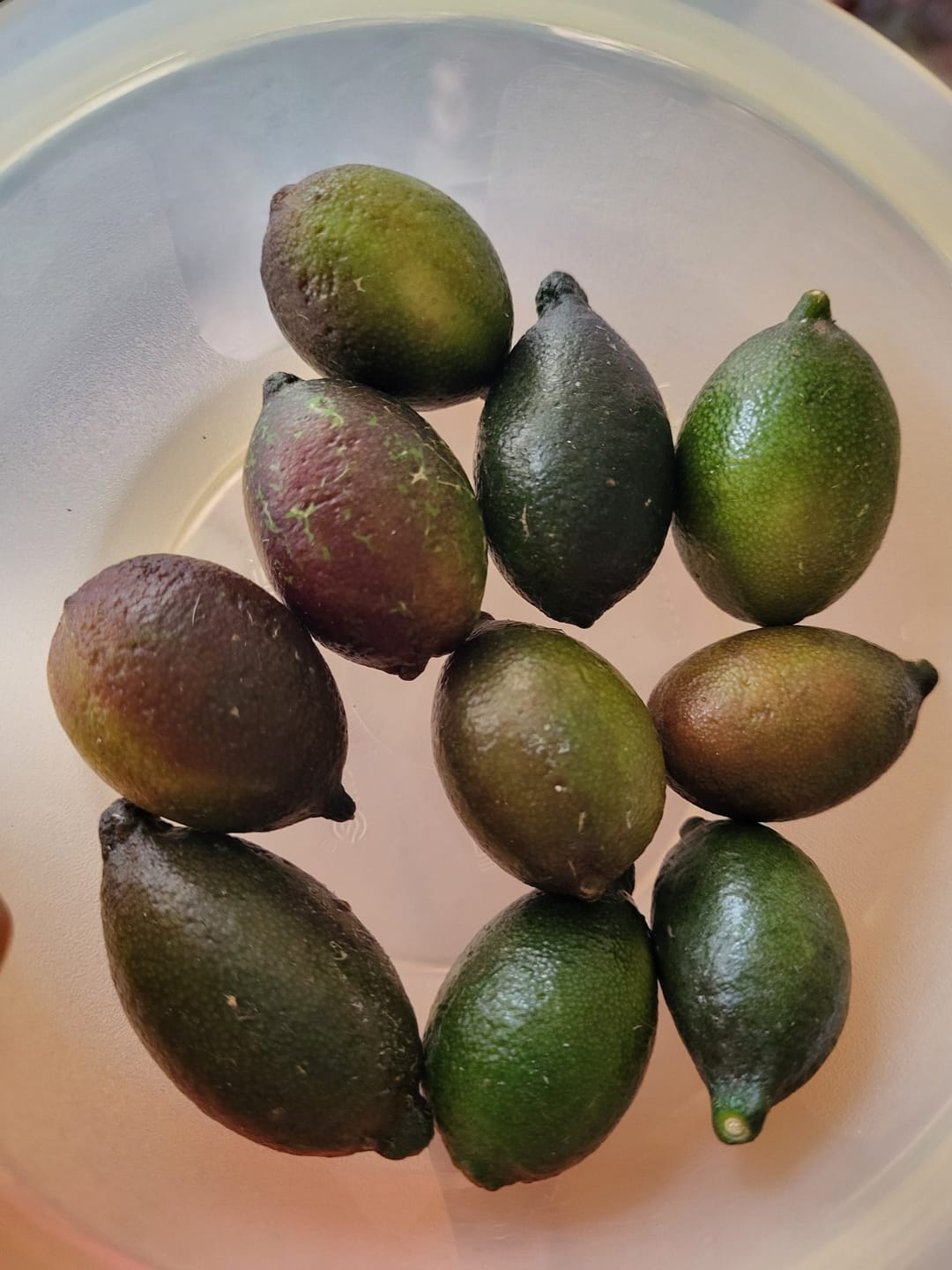 Customer photo review of Kaviarlimetten Bio aus Sizilien