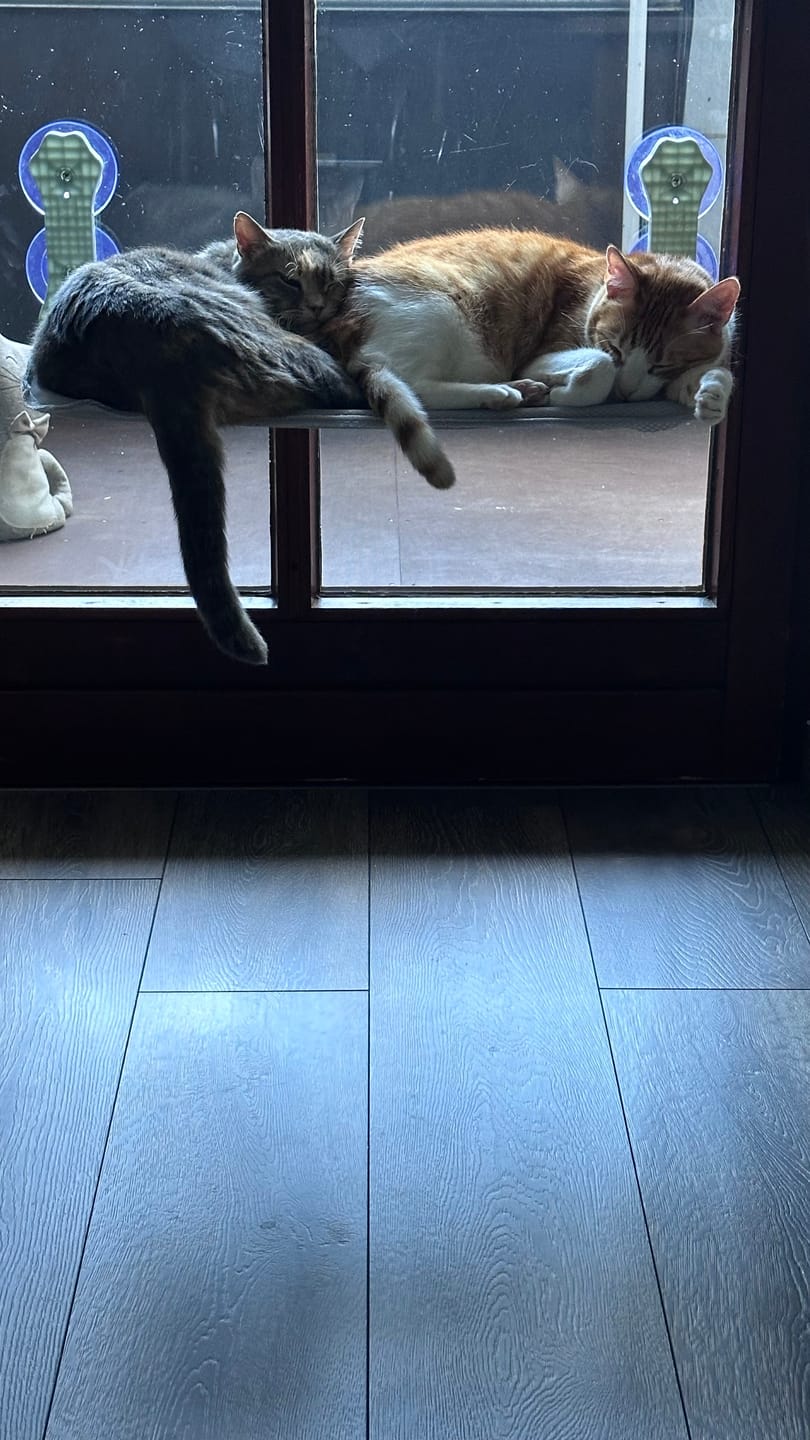 Customer photo review of SkyLuxe Fenster-Hängematte – Der perfekte Aussichtspunkt für entspannte Katzen