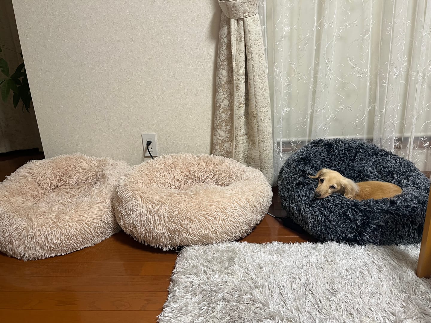 Customer photo review of ★8月31日まで20%OFF★マイラ 日本製クッションベッド