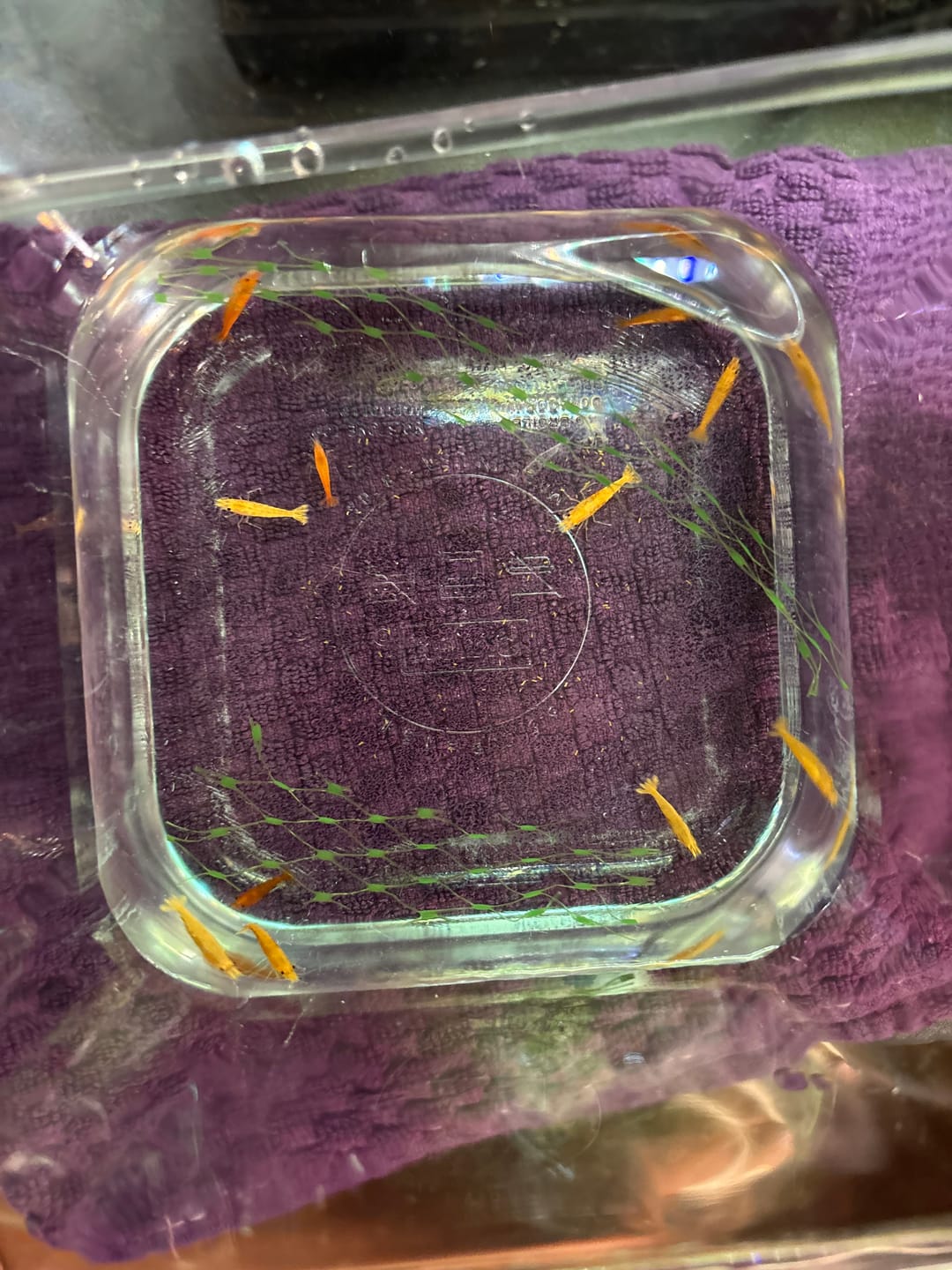 Customer photo review of Orange Sunkist Shrimp