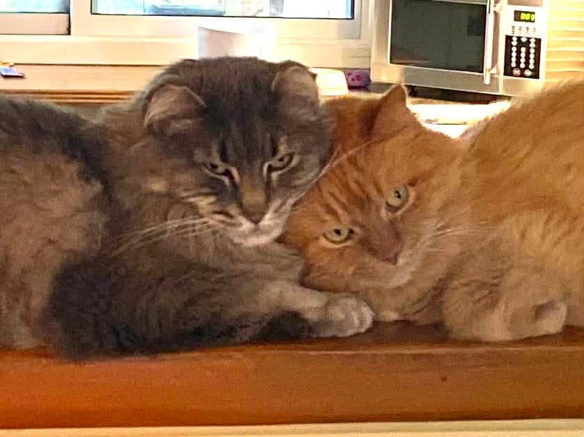 Customer photo review of Cat Love Daily Scoop Recycled Litter