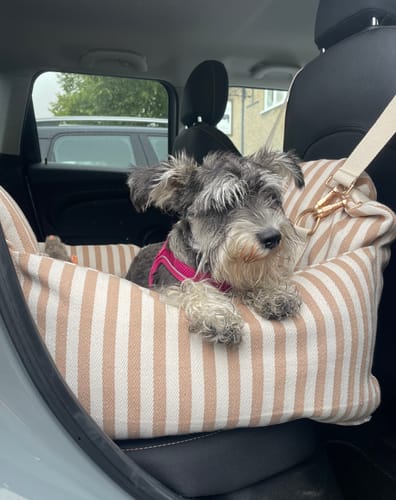 Customer's dog sitting in the Hazelnut Stripe Canvas Car Seat installed on a vehicle seat.