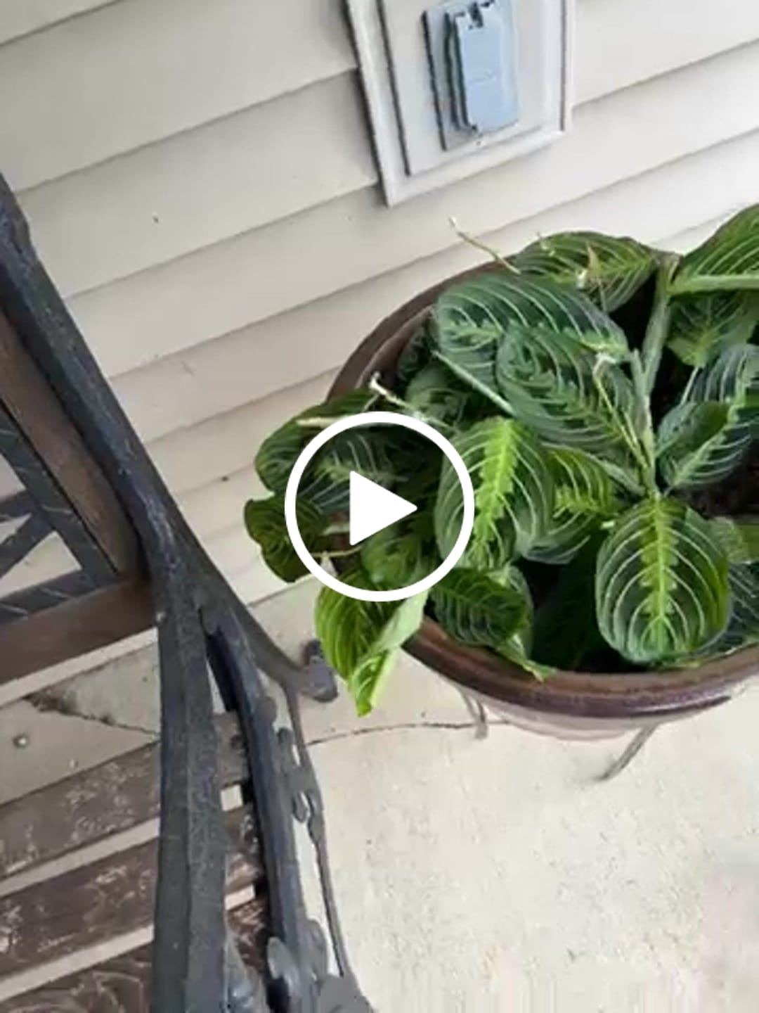 Customer video review of PlantVers Lemon Lime Prayer Plant in 4” Pot – Maranta Leuconeura – Live Indoor Plant – Low Light Tropical Houseplant – Easy Care Prayer Plant