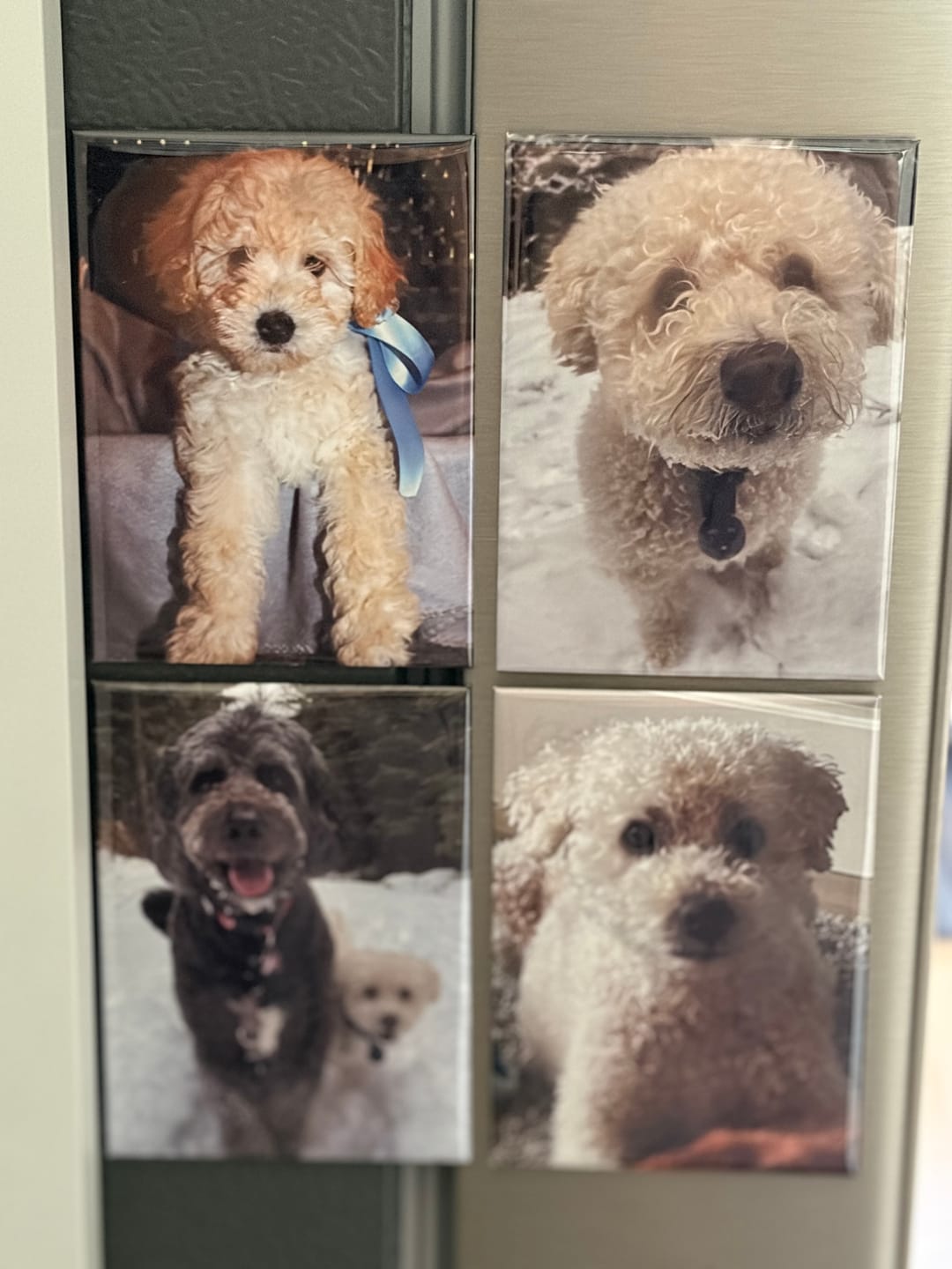 Customer photo review of Custom Photo Magnets Rectangle 2.5x3.5"