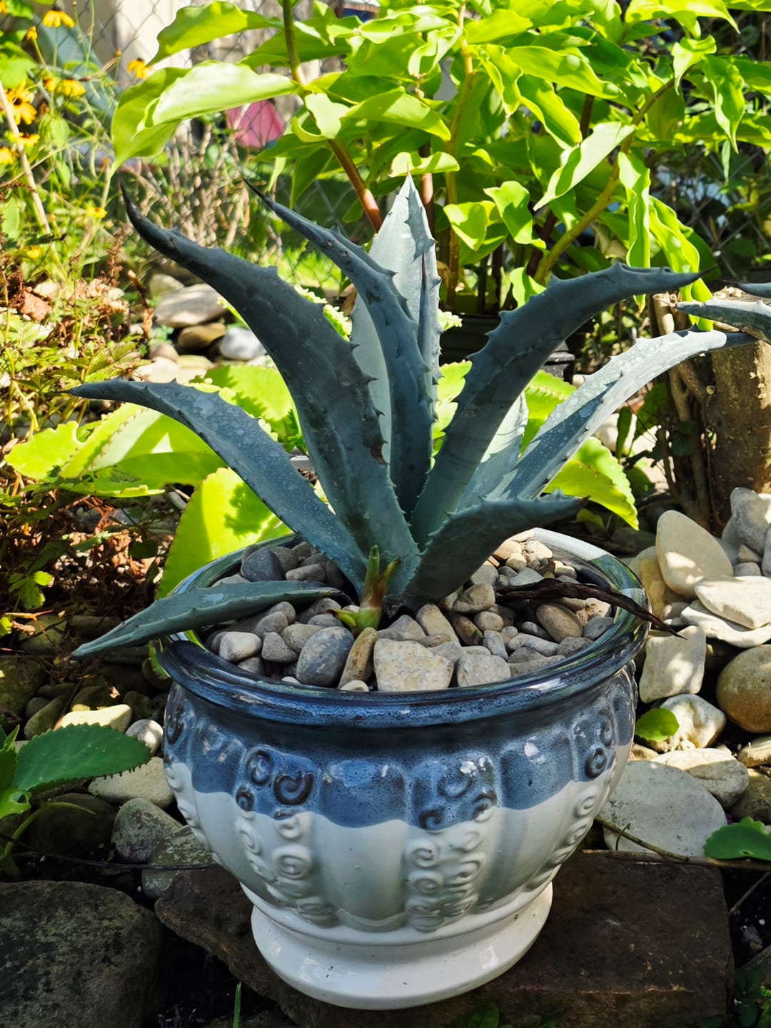 Customer photo review of Super Blue Agave Americana, Century Plant