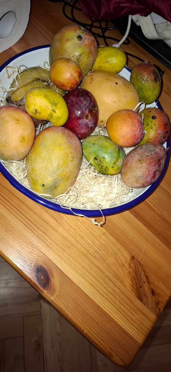 Customer photo review of Baby-Mango Mix "Wild Wonders" von Julian
