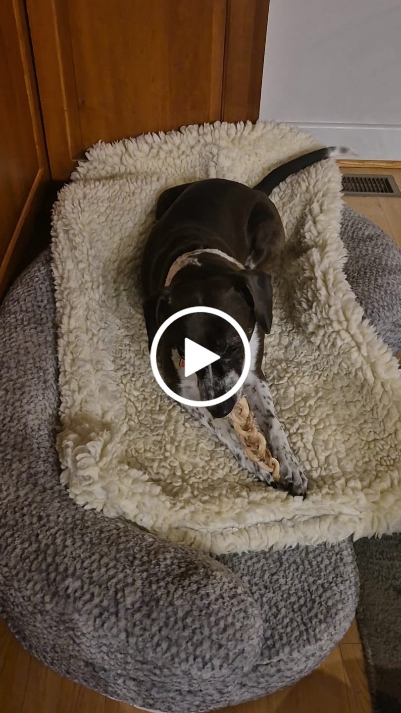Customer video review of Ostrich Tendon Twister (12" x 2.5" x 1"): The Satisfying, All-Natural Chew for Dental Health & Joint Support