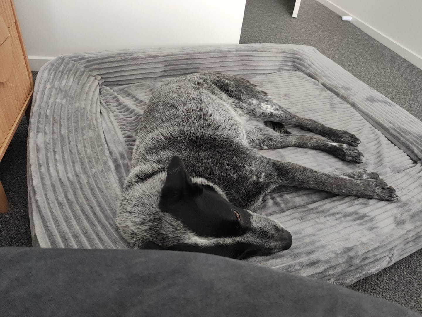 Customer photo review of Pet Calming Bed – Waterproof & Washable