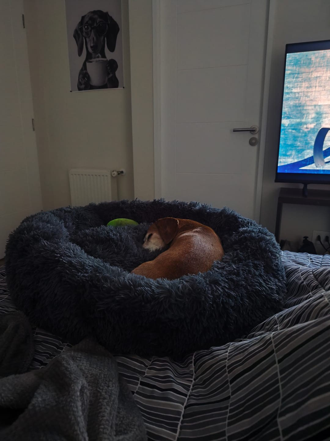 Customer photo review of Cama Anti-Estrés THE DOGS — Menos ansiedad, más descanso
