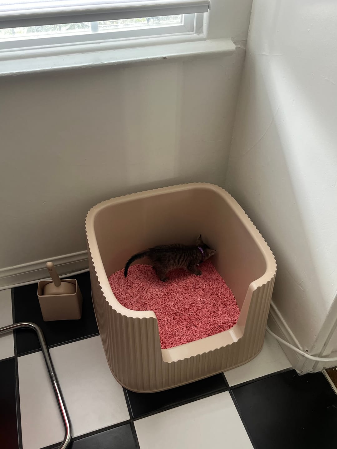 Customer photo review of Michu XXL BoBa Deluxe Cat Litter Box - Spacious Design