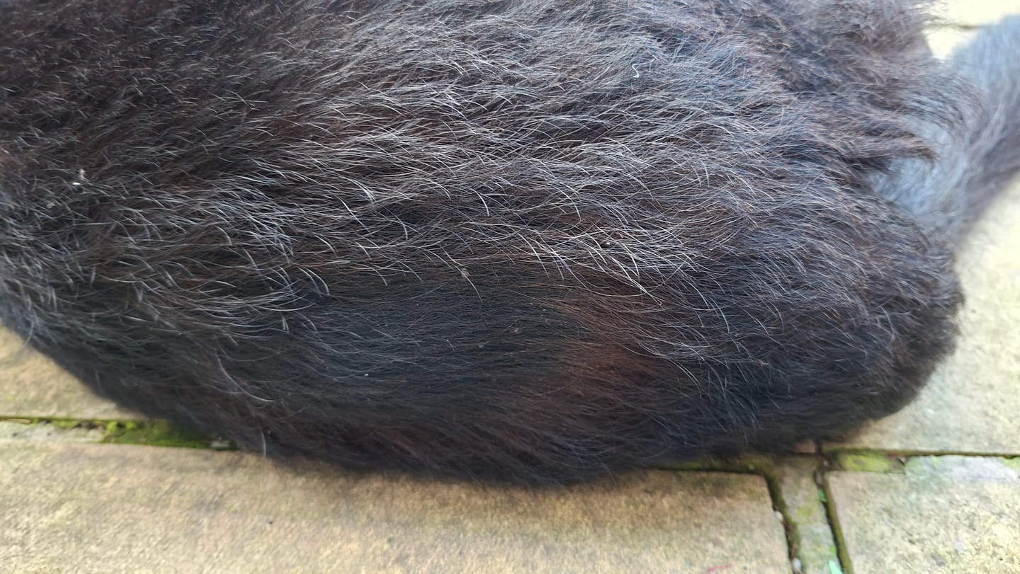 Customer photo review of Dog Gel