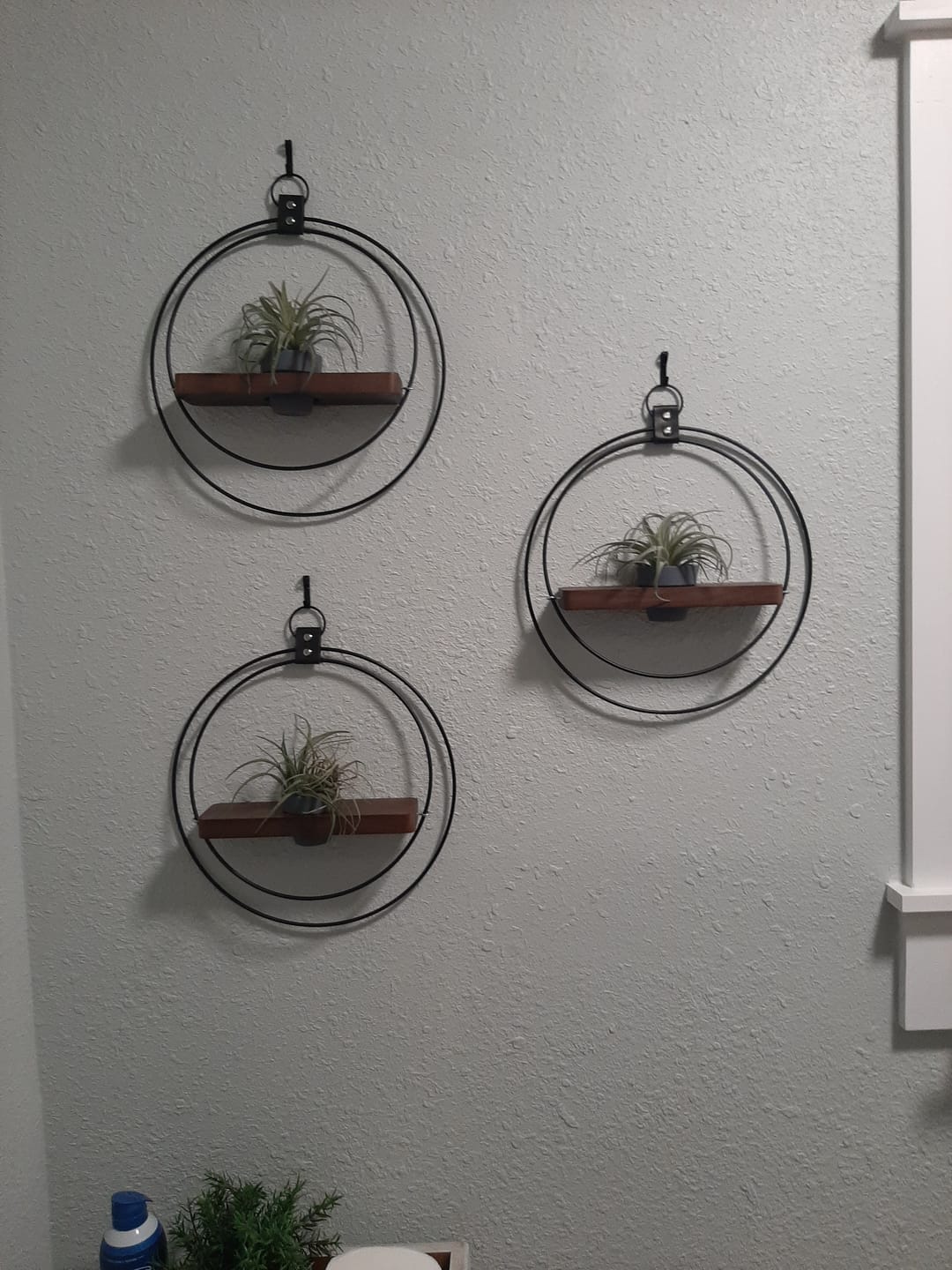 Customer photo review of Air Plant Shelf + Pot Duo