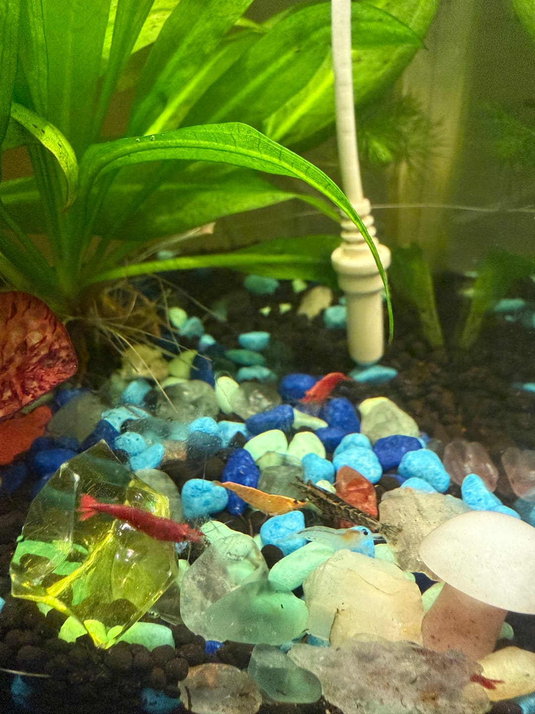 Customer photo review of Skittles Shrimp