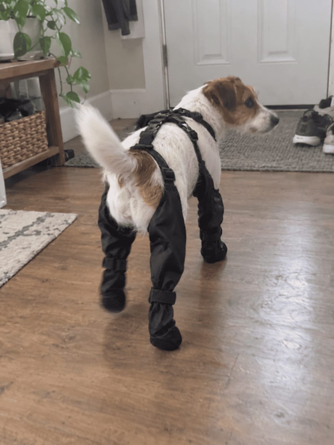 Customer photo review of Botas Impermeables para Perros