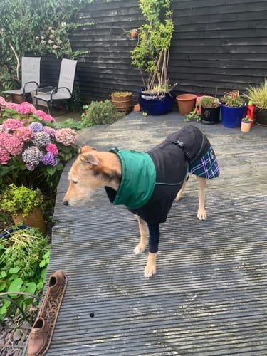 Customer photo review of Felton - Sighthound Coat with Underbelly and Harness Hole