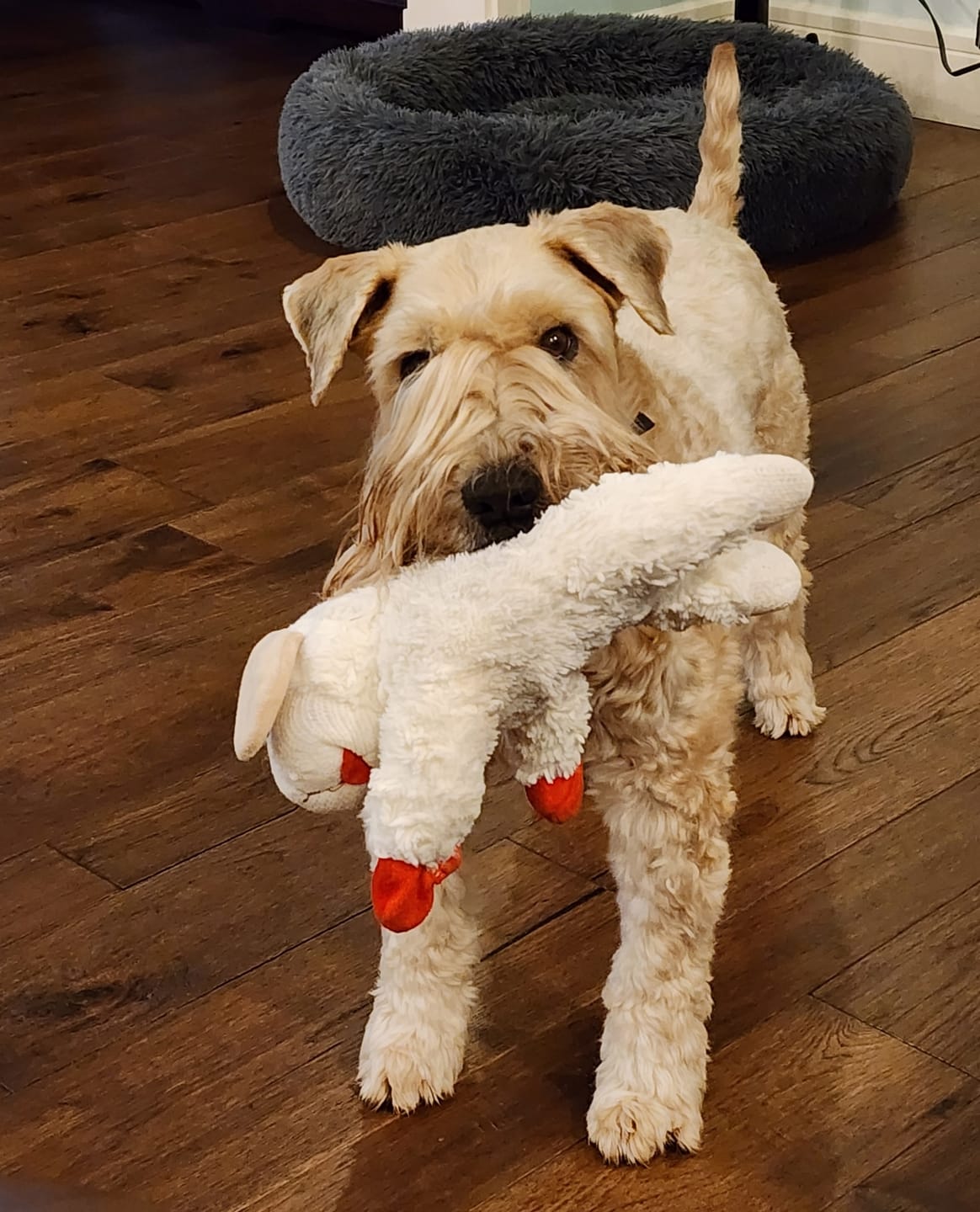 Customer photo review of 1-TDC  Oral Health + Mobility Support for Dogs