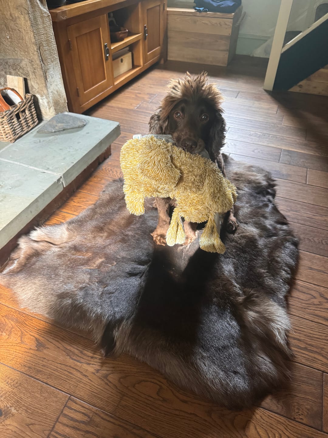 Customer photo review of XL Reindeer Fur Hide - Seconds