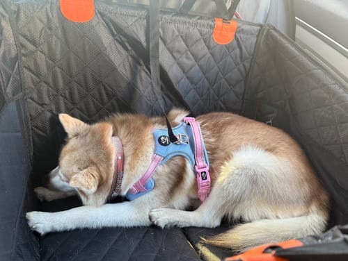 Customer photo review of Marlo&Co™ Single Seat Adventure Bundle