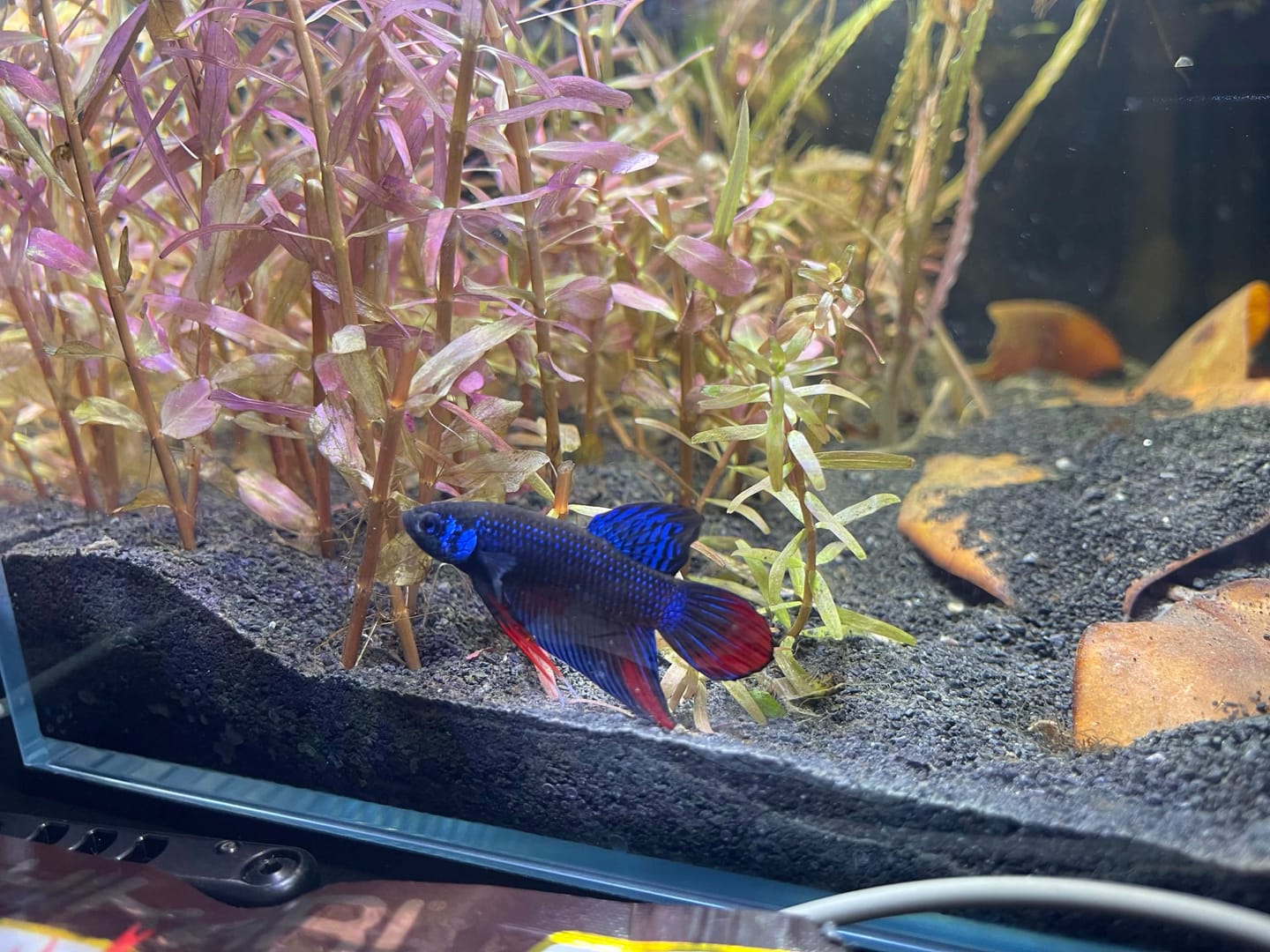 Customer photo review of Wild Smaragdina Guitar Copper Male Betta Fish