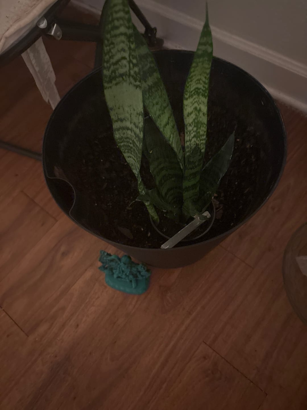 Customer photo review of Snake Plant | Mother-In-Law's-Tongue Plant | Sansevieria Zeylanica Live plant | Sansevieria Laurentii | Plants for Pets | Air Purifier Plant