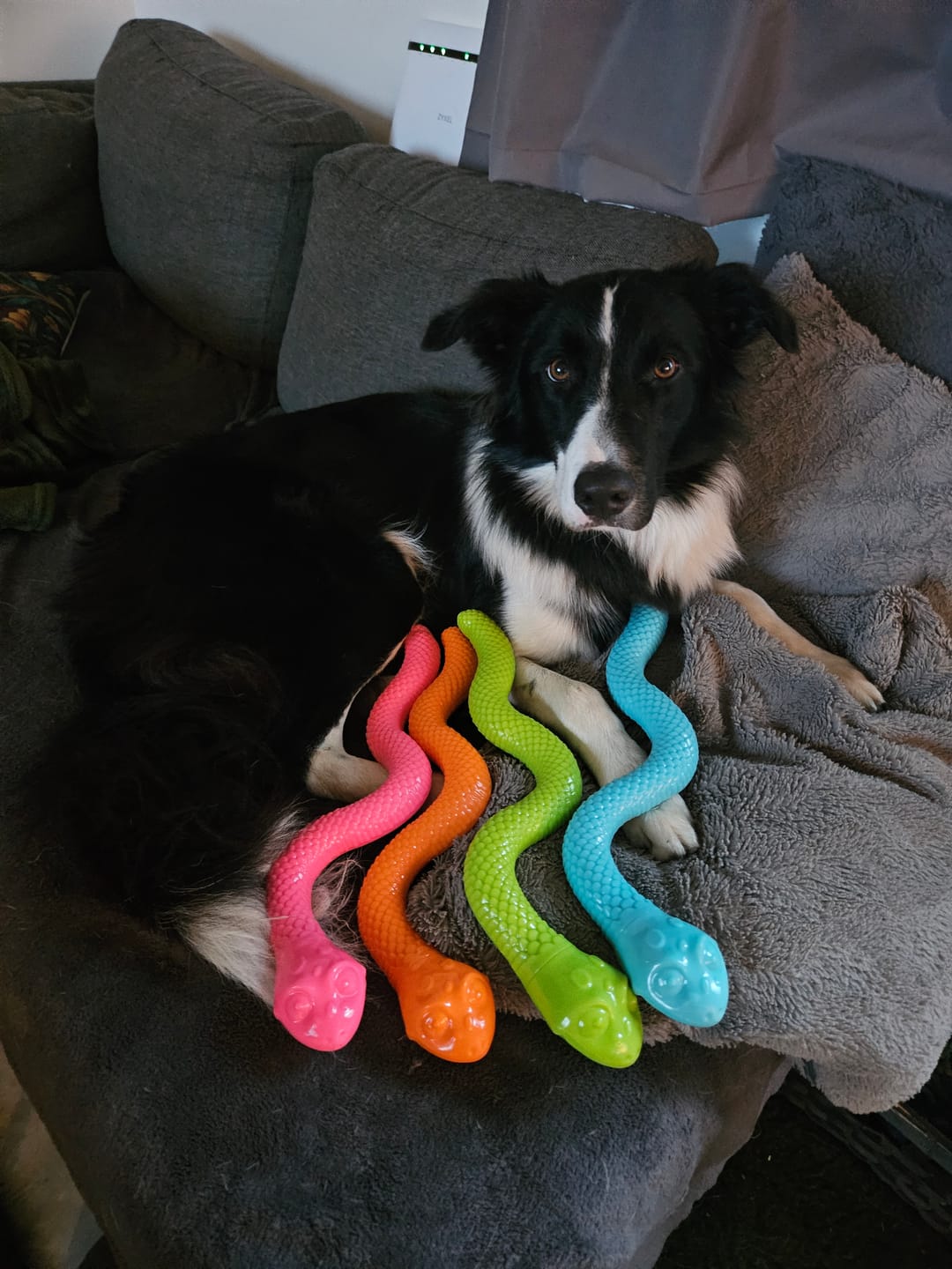 Customer photo review of Active Canis legetøjsslange til leg og snacks