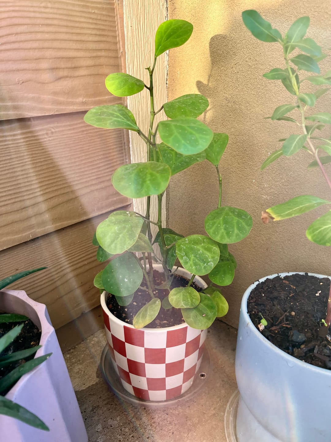 Customer photo review of Ficus deltoidea