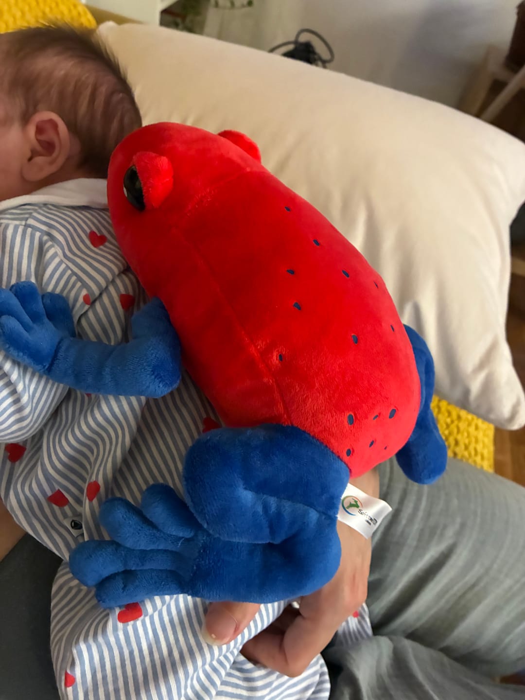 Customer photo review of Strawberry Poison Dart Frog Soft Stuff Plush Toy