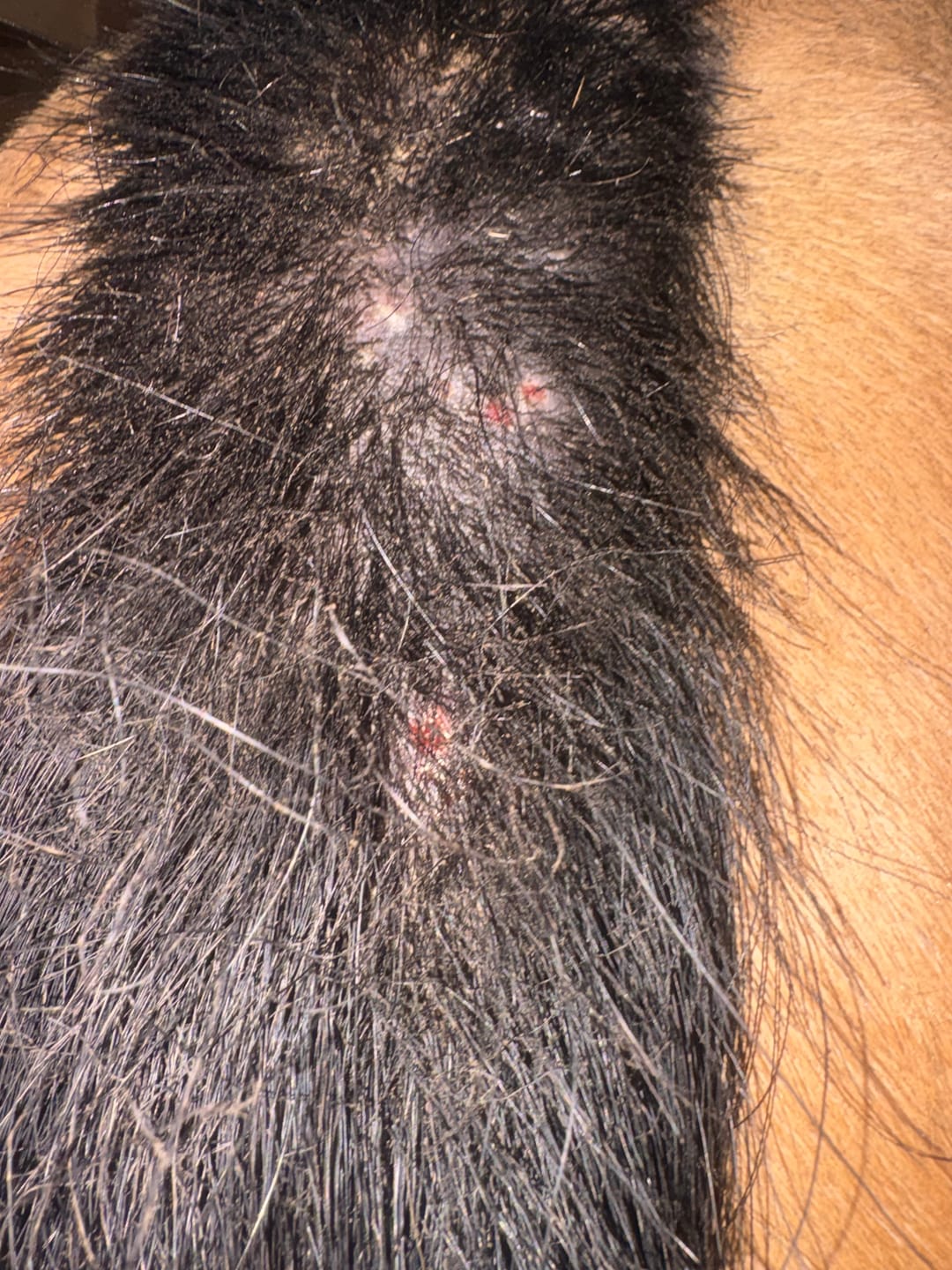 Customer photo review of Horse Skin Rescue Bundle