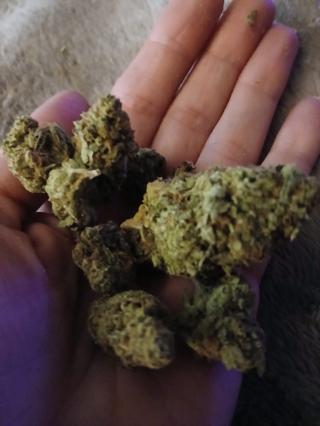 Customer photo review of Gas Face - Bulk - (Indica)