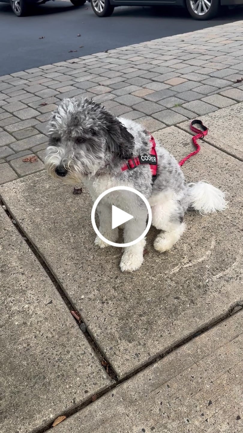 Customer video review of KAVRIONA No-Pull Dog Harness