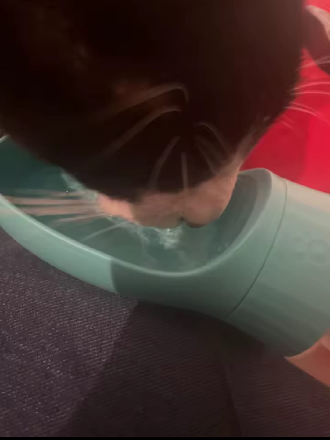 Customer photo review of Gourde portable pour chien 300ML
